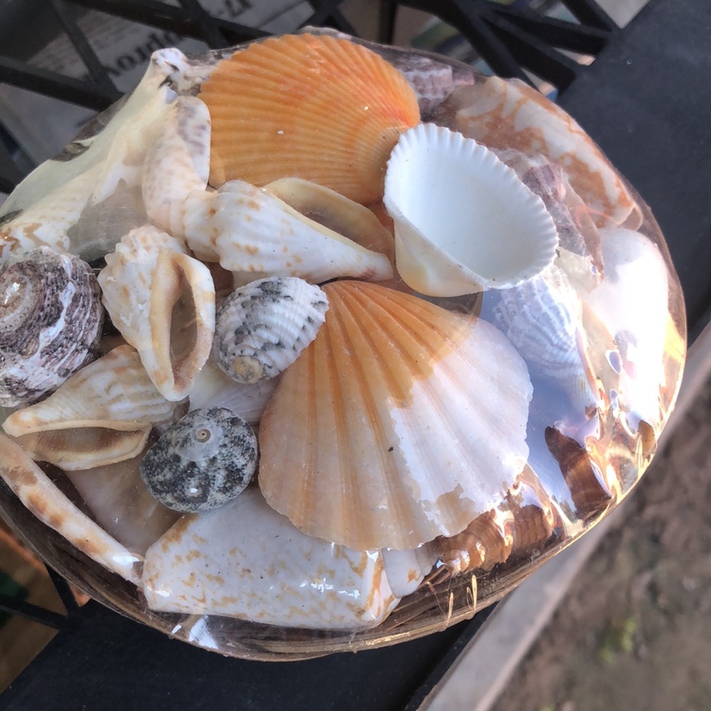 Assorted Seashell Collection - Picture 4 of 8